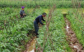 Thái Bình tăng diện tích cây màu xen giữa hai vụ lúa